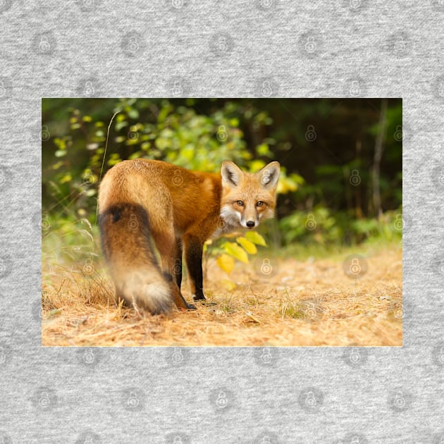 Red Fox, Algonquin Park by Jim Cumming